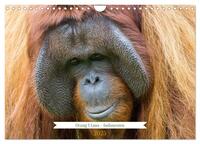 Orang Utans - Indonesien (Wandkalender 2025 DIN A4 quer), CALVENDO Monatskalender