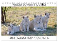 Weiße Löwen in Afrika PANORAMA IMPRESSIONEN (Tischkalender 2025 DIN A5 quer), CALVENDO Monatskalender