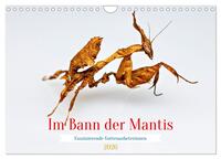 Im Bann der Mantis (Wandkalender 2026 DIN A4 quer), CALVENDO Monatskalender