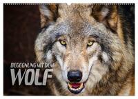 Begegnung mit dem Wolf (Wandkalender 2025 DIN A2 quer), CALVENDO Monatskalender