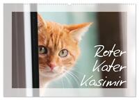 Roter Kater Kasimir (Wandkalender 2025 DIN A2 quer), CALVENDO Monatskalender