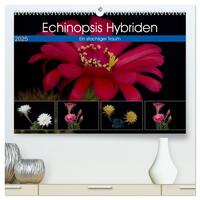 Echinopsis Hybriden. Ein stachliger Traum (hochwertiger Premium Wandkalender 2025 DIN A2 quer), Kunstdruck in Hochglanz