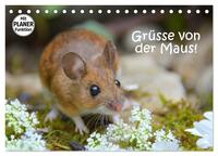 Grüsse von der Maus! (Tischkalender 2025 DIN A5 quer), CALVENDO Monatskalender