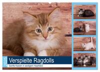 Verspielte Ragdolls - Sanfte Katzen in seidigem Haarkleid (Wandkalender 2025 DIN A2 quer), CALVENDO Monatskalender