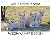 Weiße Löwen in Afrika PANORAMA IMPRESSIONEN (Wandkalender 2025 DIN A3 quer), CALVENDO Monatskalender