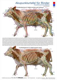 Akupunkturtafel für Rinder