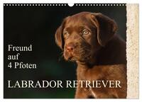 Freund auf 4 Pfoten - Labrador Retriever (Wandkalender 2025 DIN A3 quer), CALVENDO Monatskalender