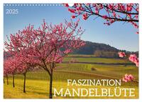 FASZINATION MANDELBLÜTE (Wandkalender 2025 DIN A3 quer), CALVENDO Monatskalender