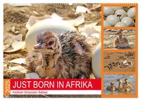 JUST BORN IN AFRIKA Kalahari Straussen Babies (Wandkalender 2025 DIN A2 quer), CALVENDO Monatskalender