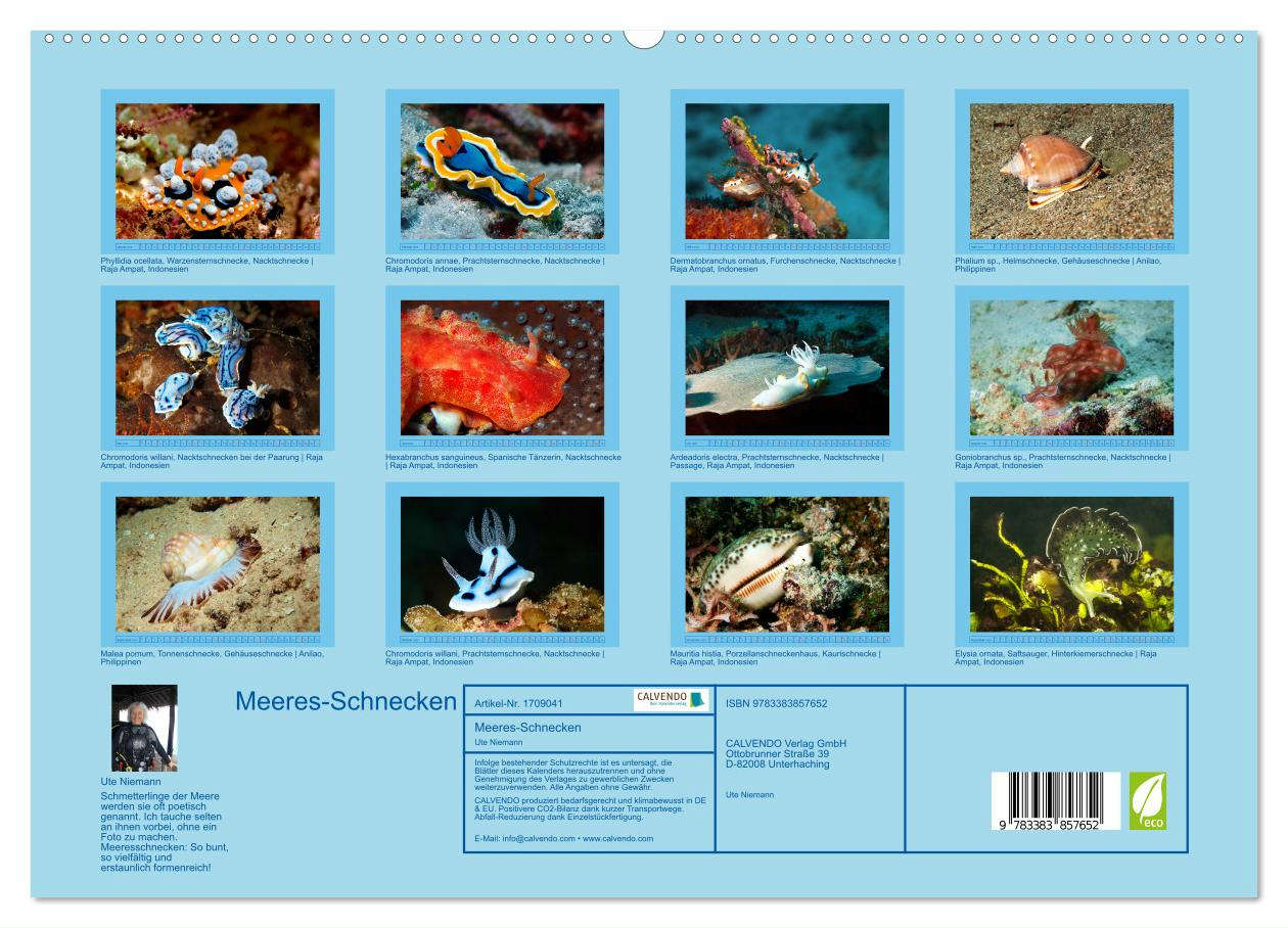 Meeres-Schnecken (hochwertiger Premium Wandkalender 2025 DIN A2 quer), Kunstdruck in Hochglanz