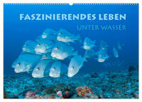 Faszinierendes Leben unter Wasser (Wandkalender 2025 DIN A2 quer), CALVENDO Monatskalender