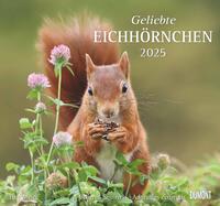 DUMONT - Geliebte Eichhörnchen 2025 Wandkalender, 38x35,5cm, Fotokunst-Kalender mit liebevollen Eichhörnchen-Fotografien, Kalender mit den wichtigsten Feiertagen