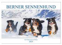 Berner Sennenhund - Ein Traum auf vier Pfoten (Wandkalender 2025 DIN A3 quer), CALVENDO Monatskalender