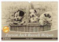 Parson Jack Russel Welpen (Wandkalender 2025 DIN A3 quer), CALVENDO Monatskalender