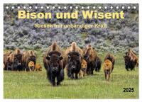 Bison und Wisent - Riesen mit unbändiger Kraft (Tischkalender 2025 DIN A5 quer), CALVENDO Monatskalender