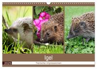 Igel 2025. Tierische Impressionen (Wandkalender 2025 DIN A3 quer), CALVENDO Monatskalender