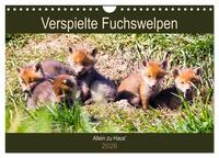 Verspielte Fuchswelpen - Allein zu Haus' (Wandkalender 2026 DIN A4 quer), CALVENDO Monatskalender