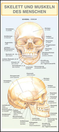 Leporello: Skelett und Muskeln des Menschen - Alle Begriffe im Überblick