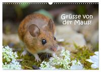 Grüsse von der Maus! (Wandkalender 2025 DIN A3 quer), CALVENDO Monatskalender