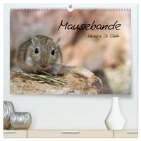 Mausebande (hochwertiger Premium Wandkalender 2025 DIN A2 quer), Kunstdruck in Hochglanz