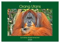 Orang Utans Sumatras Waldmenschen (Wandkalender 2025 DIN A2 quer), CALVENDO Monatskalender