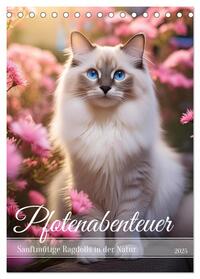 Pfotenabenteuer - Ragdolls in der Natur (Tischkalender 2025 DIN A5 hoch), CALVENDO Monatskalender