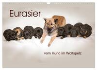 Eurasier, der Hund im Wolfspelz (Wandkalender 2025 DIN A3 quer), CALVENDO Monatskalender