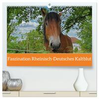 Faszination Rheinisch-Deutsches Kaltblut (hochwertiger Premium Wandkalender 2025 DIN A2 quer), Kunstdruck in Hochglanz