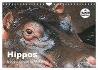 Hippos - Begegnungen in Afrika (Wandkalender 2025 DIN A4 quer), CALVENDO Monatskalender