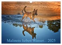 Malinois lieben Wasser (Wandkalender 2025 DIN A3 quer), CALVENDO Monatskalender