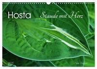 Hosta Staude mit Herz (Wandkalender 2025 DIN A3 quer), CALVENDO Monatskalender