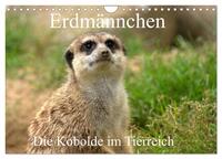 Erdmännchen - Die Kobolde im Tierreich (Wandkalender 2025 DIN A4 quer), CALVENDO Monatskalender