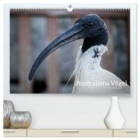 Australiens Vögel (hochwertiger Premium Wandkalender 2025 DIN A2 quer), Kunstdruck in Hochglanz