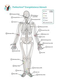 Akupunktur-Tafel Mensch