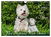 Kobold auf 4 Pfoten - West Highland White Terrier (Wandkalender 2025 DIN A4 quer), CALVENDO Monatskalender