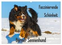 Faszinierende Schönheit Berner Sennenhund (Wandkalender 2025 DIN A2 quer), CALVENDO Monatskalender