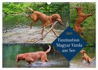 Faszination Magyar Vizsla am See (Wandkalender 2025 DIN A3 quer), CALVENDO Monatskalender