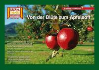 Von der Blüte zum Apfelsaft / Kamishibai Bildkarten