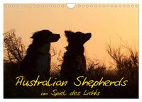 Australian Shepherds im Spiel des Lichts (Wandkalender 2025 DIN A4 quer), CALVENDO Monatskalender