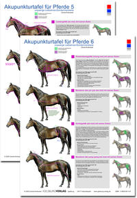 Akupunkturtafel für Pferde 5 + 6