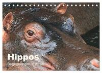 Hippos - Begegnungen in Afrika (Tischkalender 2025 DIN A5 quer), CALVENDO Monatskalender