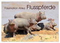 Faszination Afrika: Flusspferde (Wandkalender 2025 DIN A3 quer), CALVENDO Monatskalender