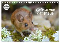 Grüsse von der Maus! (Wandkalender 2025 DIN A4 quer), CALVENDO Monatskalender