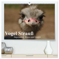 Vogel Strauß. Imposanter Riese und Läufer (hochwertiger Premium Wandkalender 2025 DIN A2 quer), Kunstdruck in Hochglanz