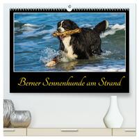 Berner Sennenhunde am Strand (hochwertiger Premium Wandkalender 2025 DIN A2 quer), Kunstdruck in Hochglanz