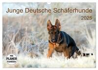 Junge Deutsche Schäferhunde (Wandkalender 2025 DIN A3 quer), CALVENDO Monatskalender