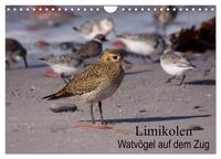 Limikolen Watvögel auf dem Zug (Wandkalender 2025 DIN A4 quer), CALVENDO Monatskalender