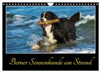 Berner Sennenhunde am Strand (Wandkalender 2025 DIN A4 quer), CALVENDO Monatskalender