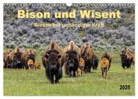 Bison und Wisent - Riesen mit unbändiger Kraft (Wandkalender 2025 DIN A3 quer), CALVENDO Monatskalender