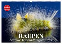 Raupen. Skurrile Verwandlungskünstler (Wandkalender 2025 DIN A2 quer), CALVENDO Monatskalender